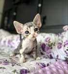 Kotka devon rex  niebieskooka