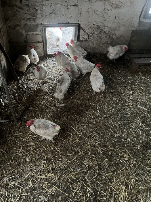 Kury nioski  leghorn