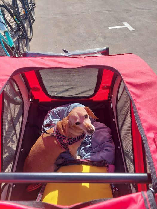 Carinnho bicicletta para cão