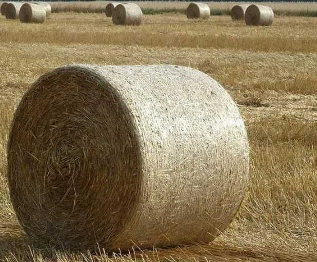 Słoma z owsa baloty 120 x 120 żniwa 2025 okolice Namysłowa