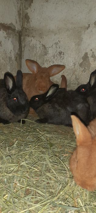 Продаються кроленята, 150грн. Кролі. Кроленята.