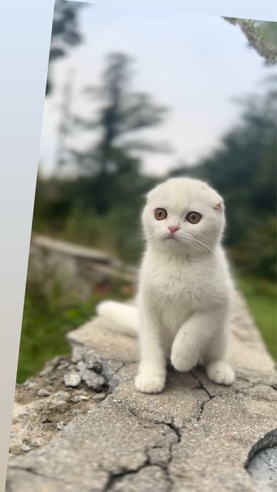 Кошенята срібні біленькі шотландські дітки малеча висловух котеняя