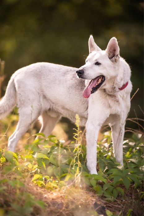 Dasti pilnie szuka domu