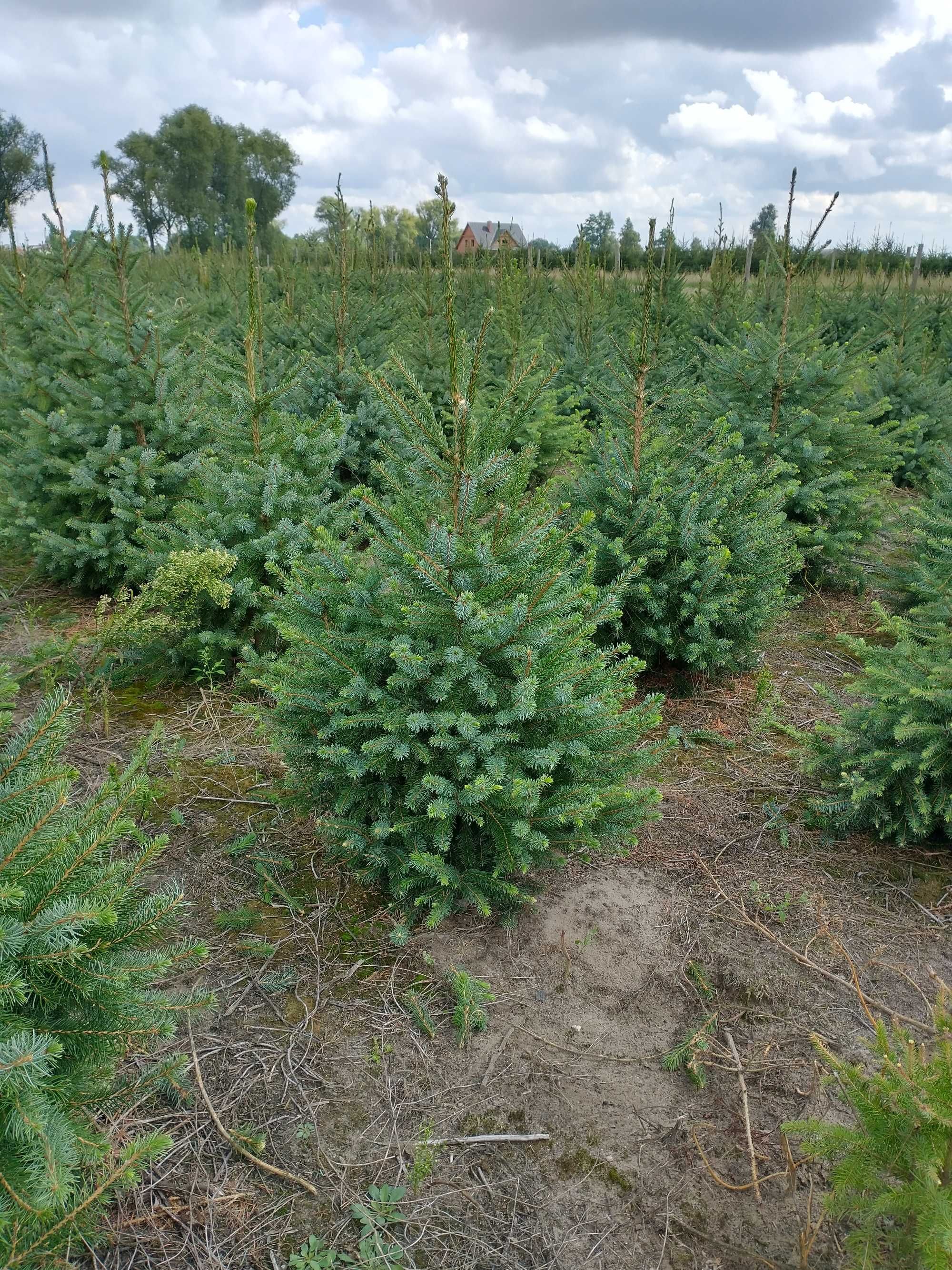 Świerk serbski (picea omorica)