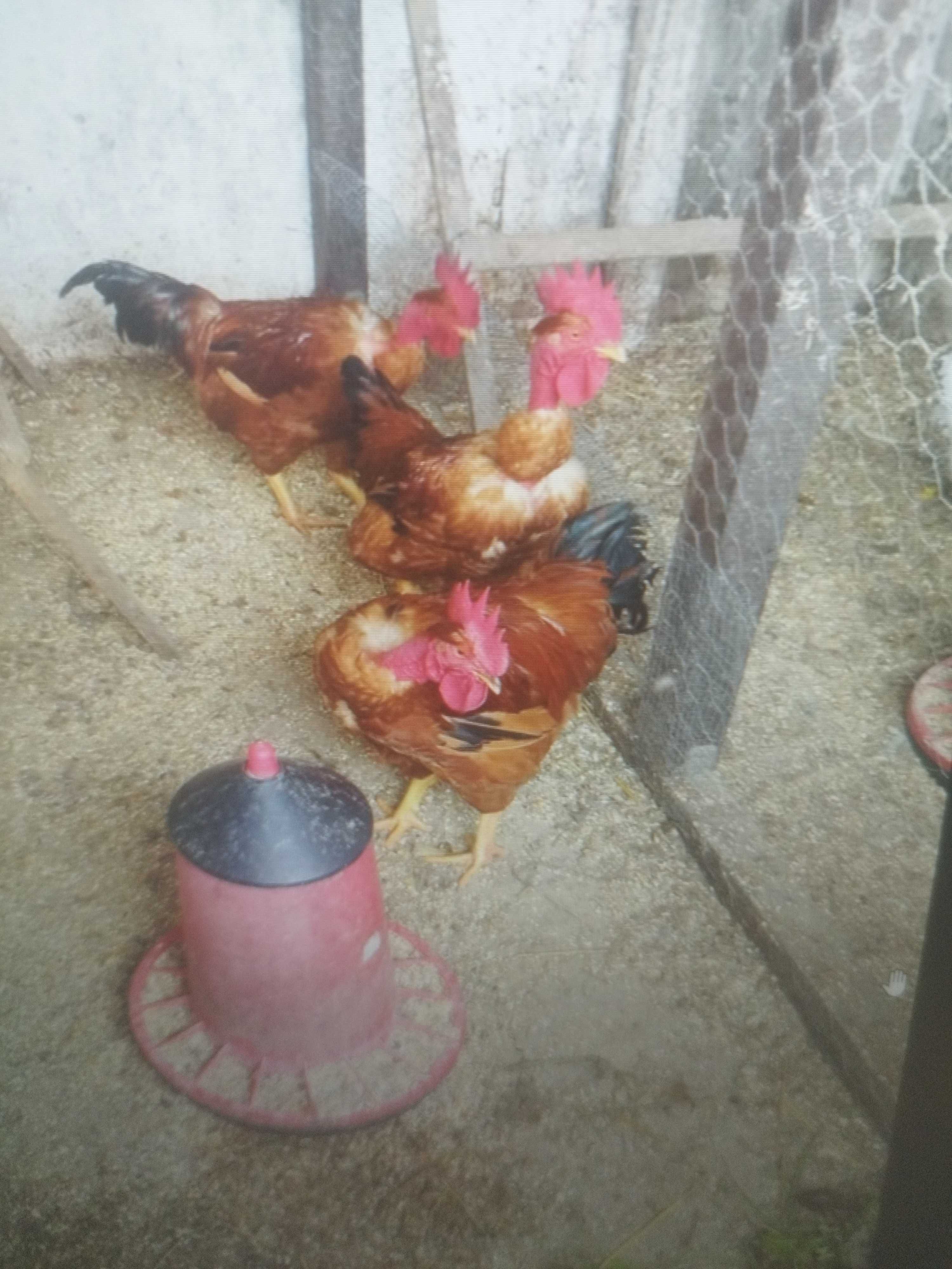 Galos caseiros de pescoço pelado