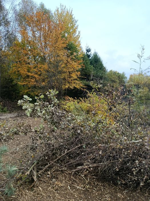 Mulczerowanie / mulczer leśny / wycinka drzew / czyszczenie działek