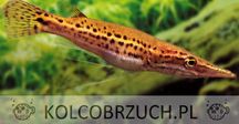 Szczupakogłów - Luciocephalus pulcher - dowóz, wysyłka
