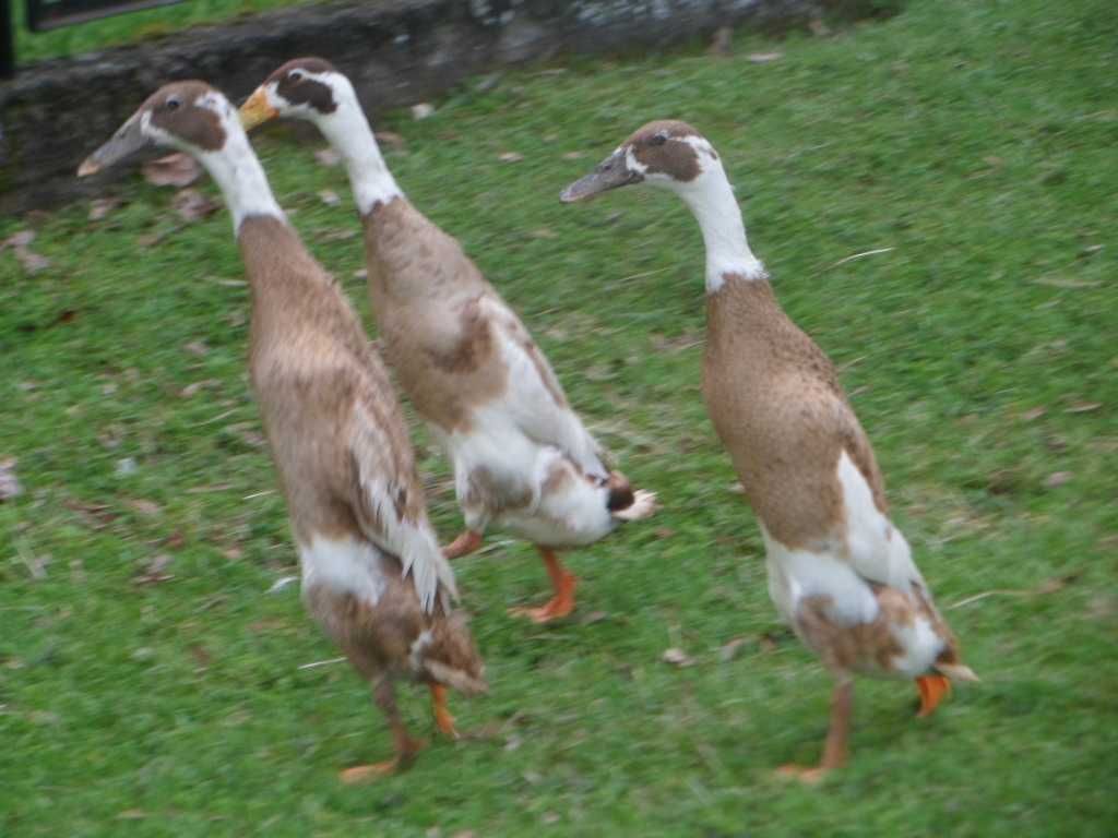 biegusy indyjskie sarnie-jaja lęgowe