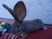 Młody samczyk BOS.