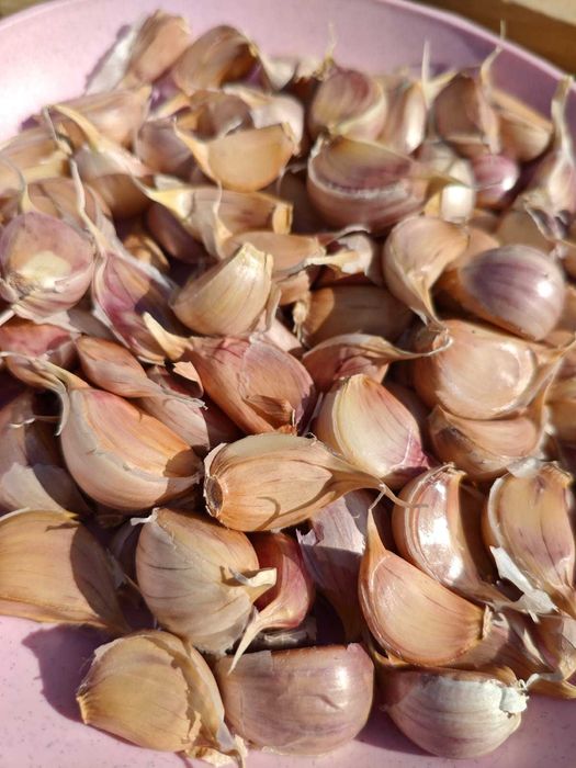 Czosnek do sadzenia Harnaś ząbki