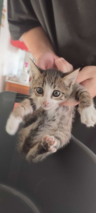 2 gatinhas de 2 meses para adoção responsável