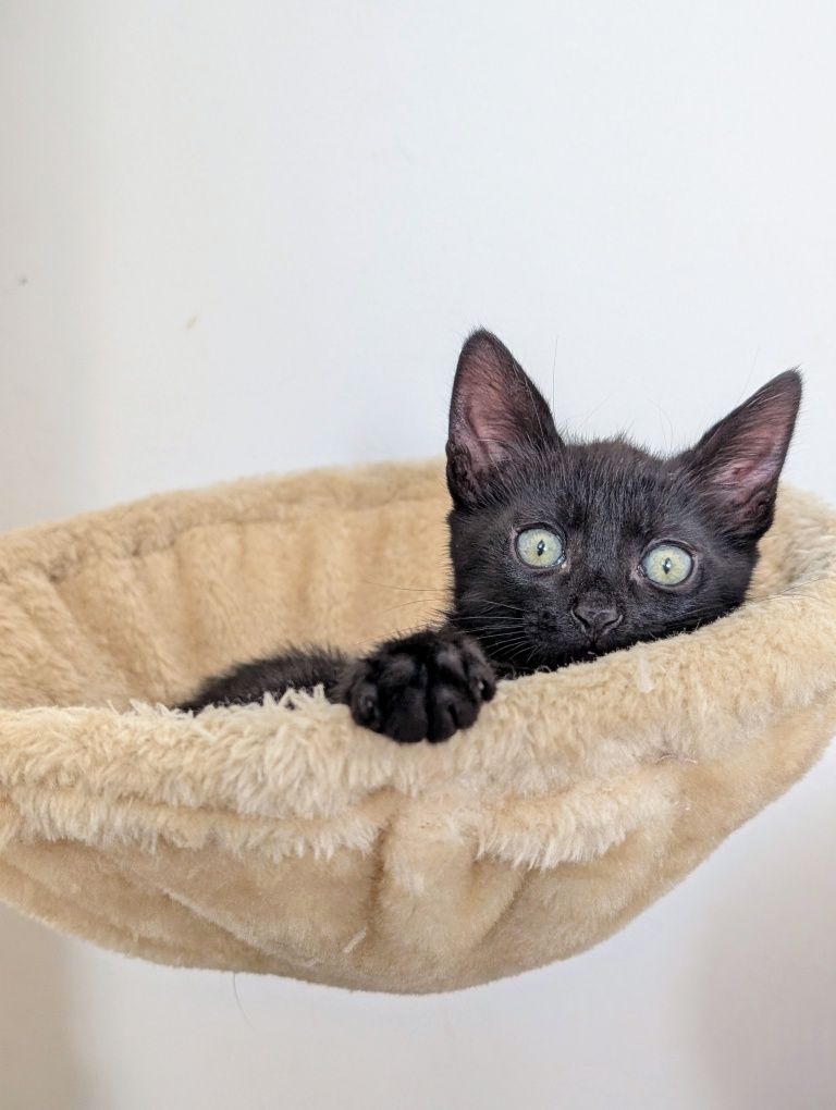 Mirtilo, o gatinho da sorte