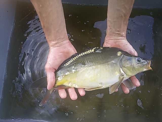 RYBY NA WIGILIĘ Karp królewski, pstrąg, amur, tołpyga, jesiotr