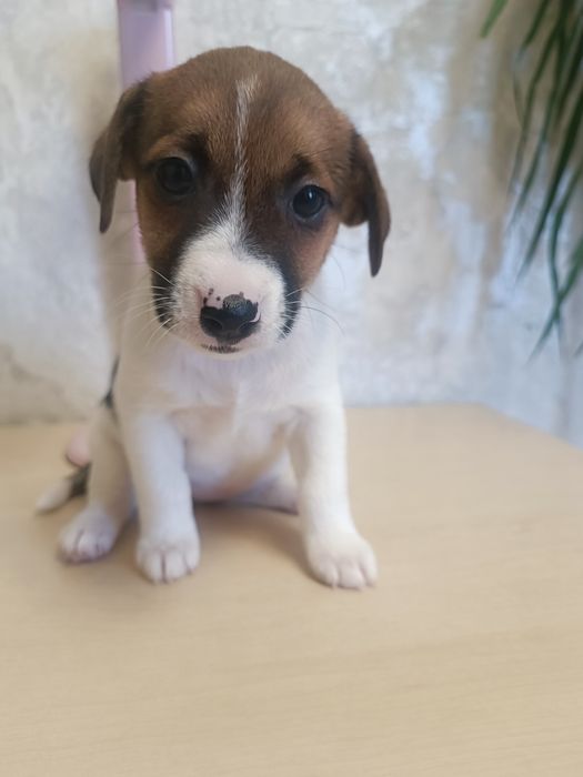 Дети Джек Рассел