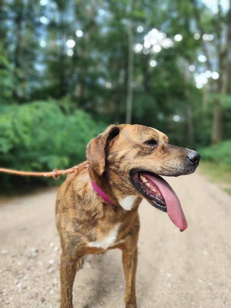 Mort - idealny kompan do adopcji!