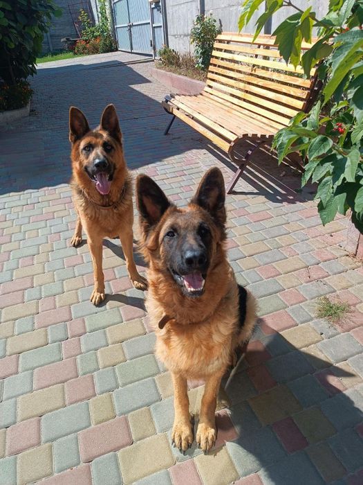 Цуценята німецької вівчарки