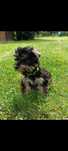 Piesek Yorkshire Terrier Black & Tan