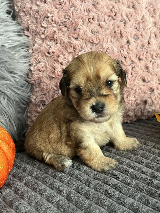 Hawanczyk piękny piesek!