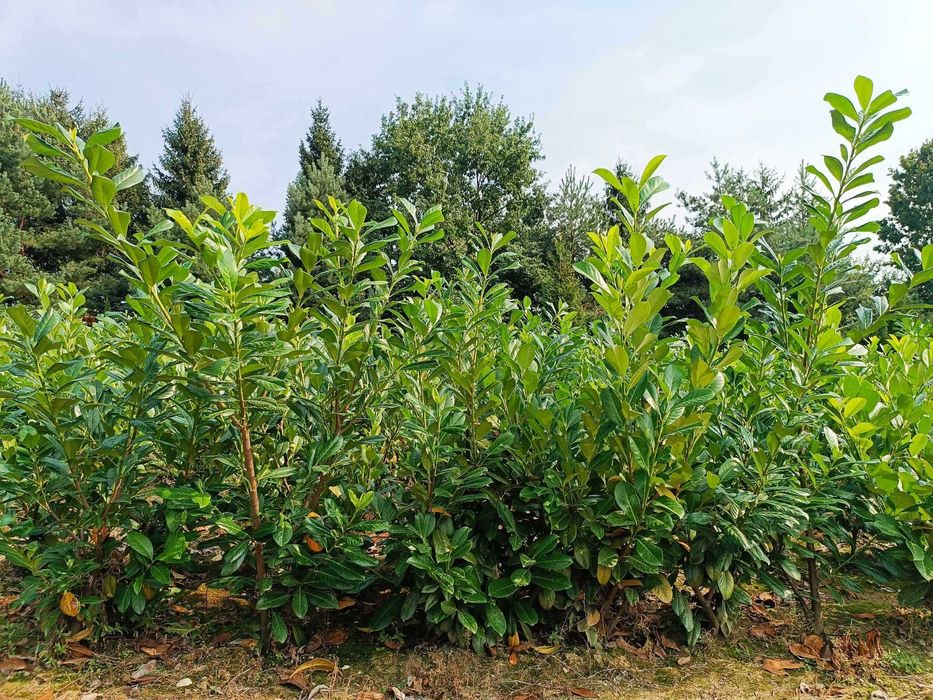 Prunus! Laurowiśnia wschodnia! Sadzimy! 180+cm! Novita! Etna! Elly!