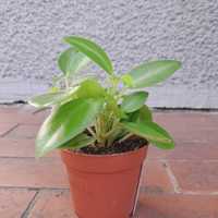 Peperomia serpens 15cm