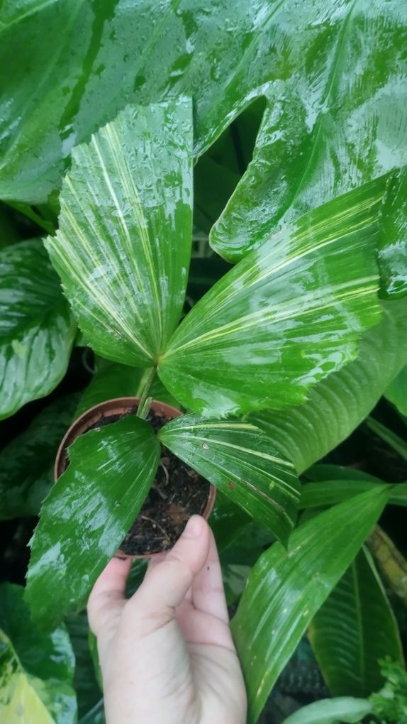 Пальма каріота caryota variegata