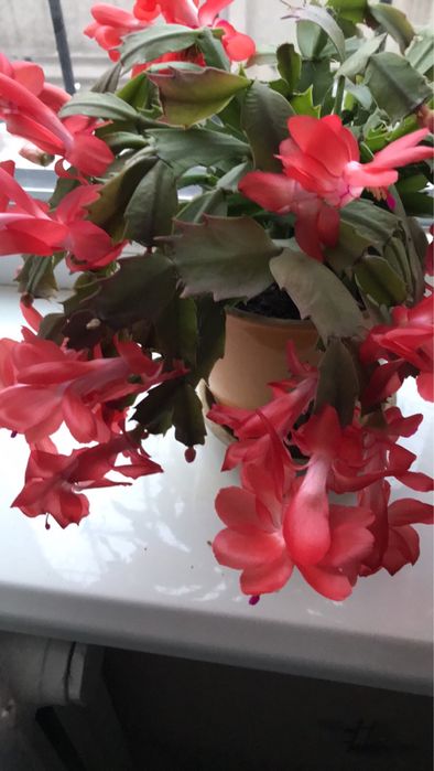 Комнатный цветок