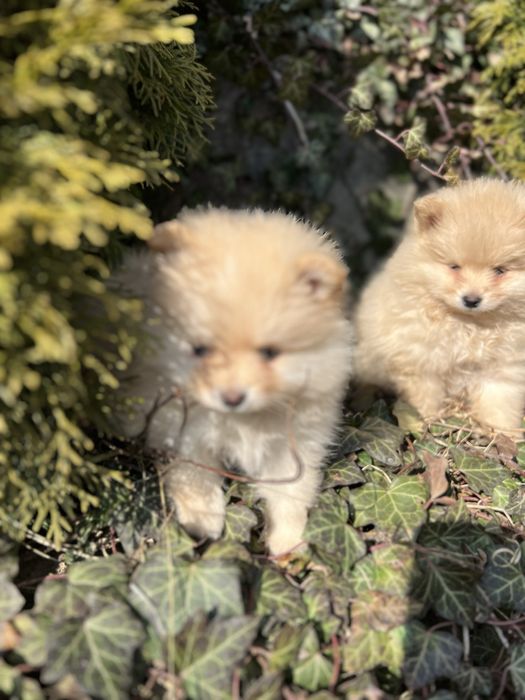 Шпіц, шпиц, цуценята