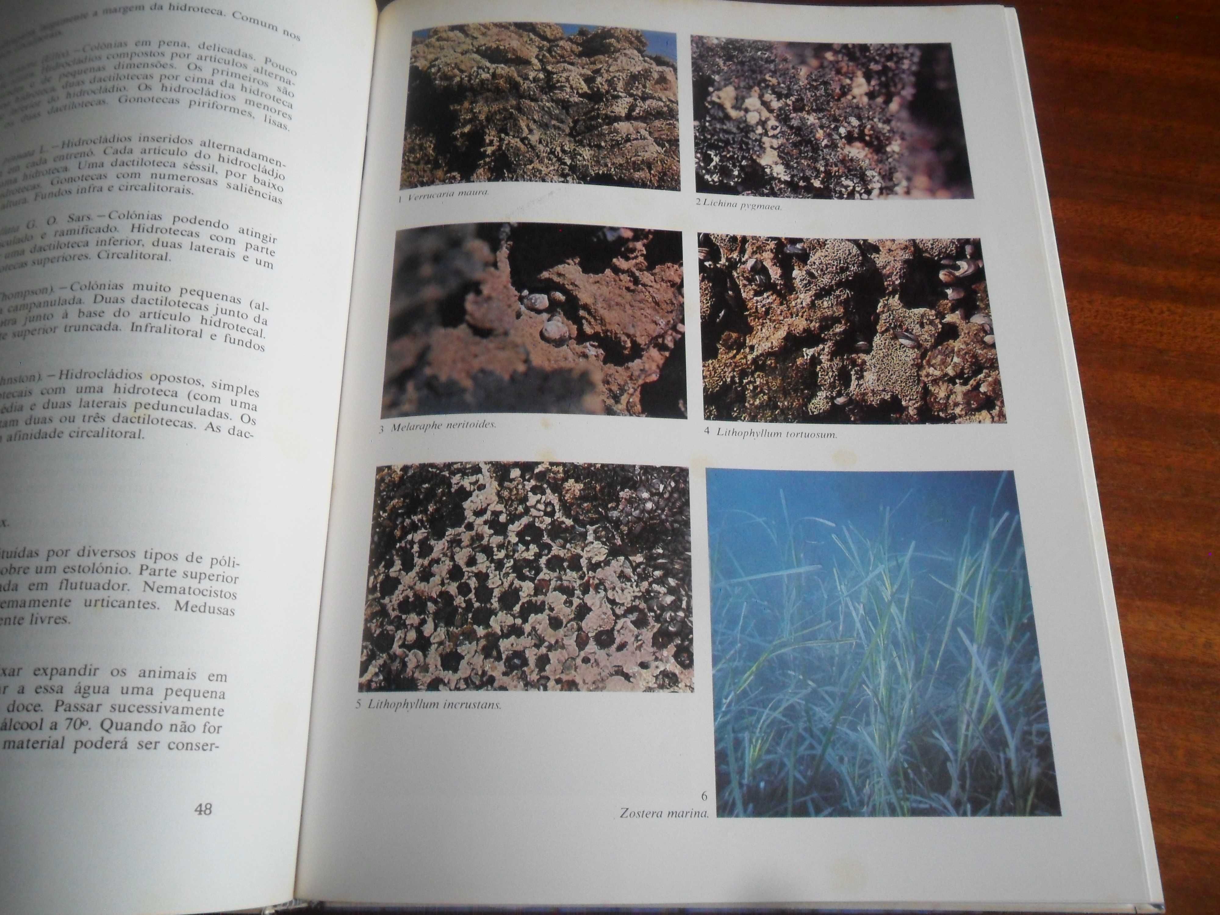 "Fauna Submarina Atlântica" de Luiz Saldanha - 1ª Edição s/d (1976)?