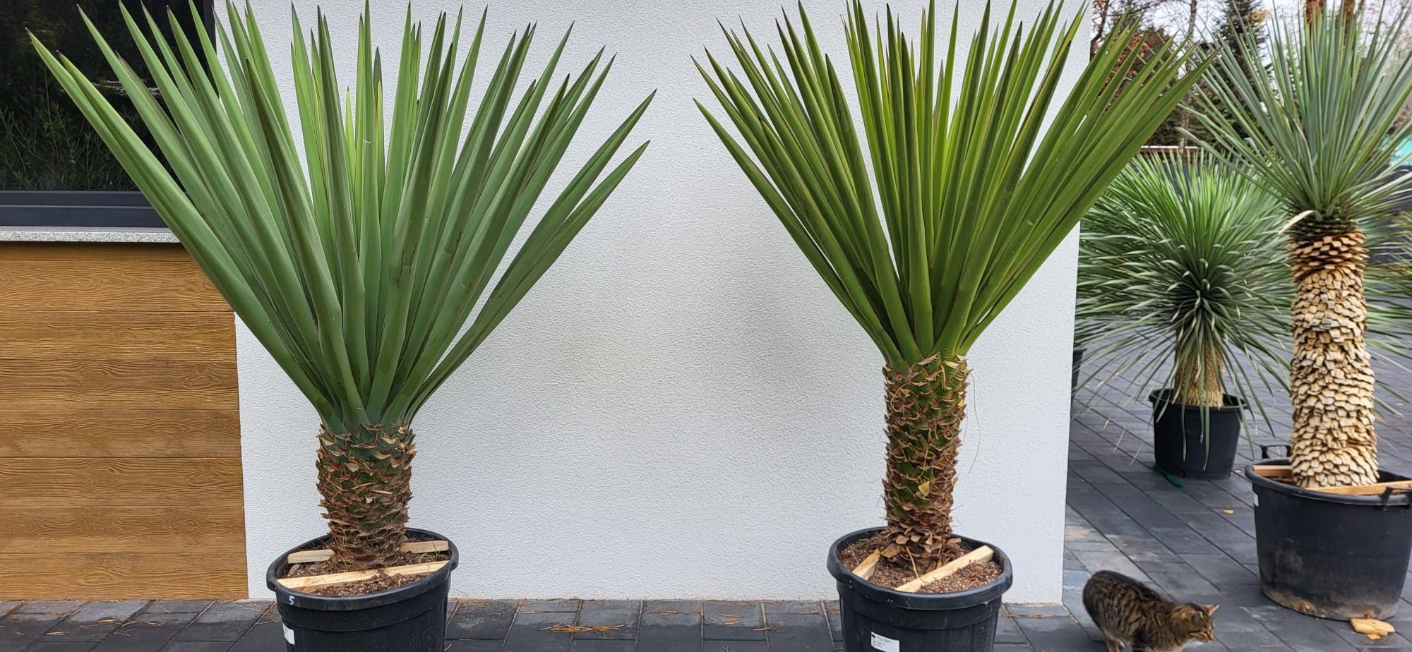 Yucca treculeana - faxoniana , Yucca rostrata. Yucca filifera. Palma