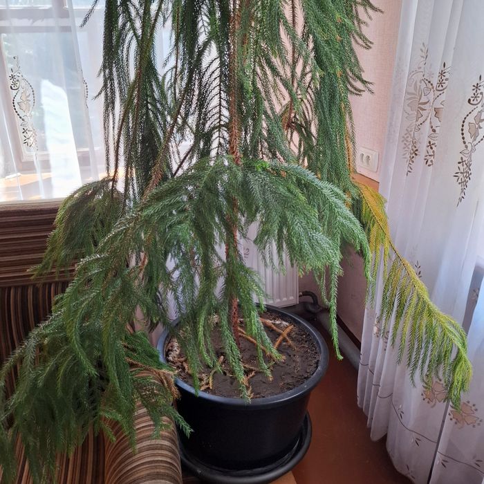 Сосна дерево рослина кімнатна Аукарія