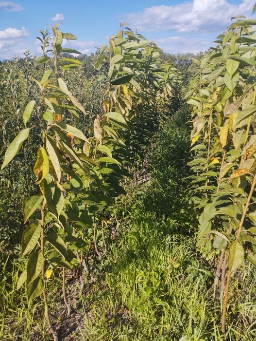 Саджанці з розсадника – оптом і в роздріб по всій Україні