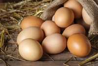 Jaja jajka ekologiczne wiejskie