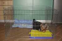 Вольер, манеж, ясли, клетка клітка для собак кошек 100х100х60 см
