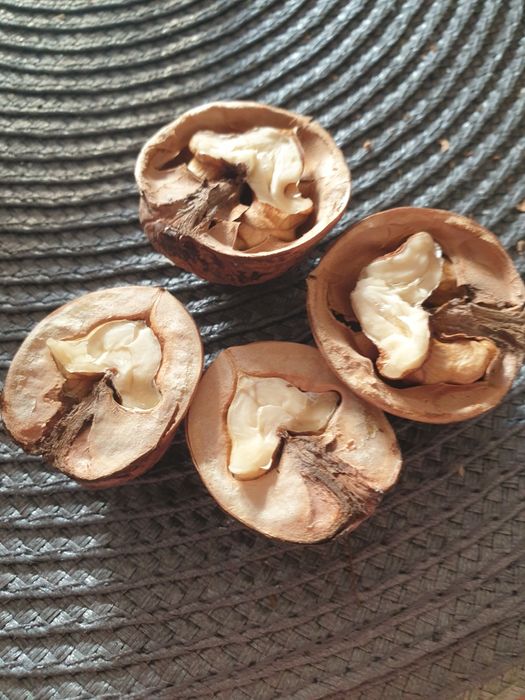 Orzechy włoskie wysyłka z 2025r