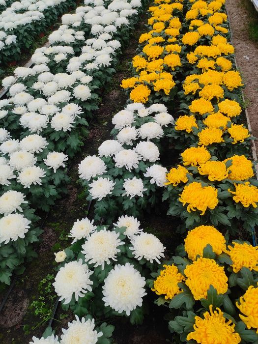 Chryzantemy drobnokwiatowe