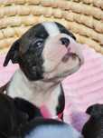 Śliczna suczka rasy boston terrier