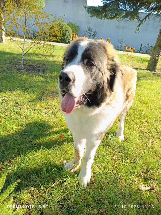 Moskiewski pies strozujacy szczeniak