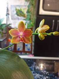 Продам орхідею Еліс ароматна, мультифлора 450