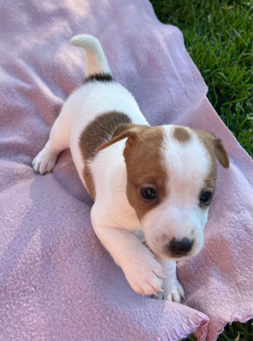 Sprzedam suczkę Jack russell terrier