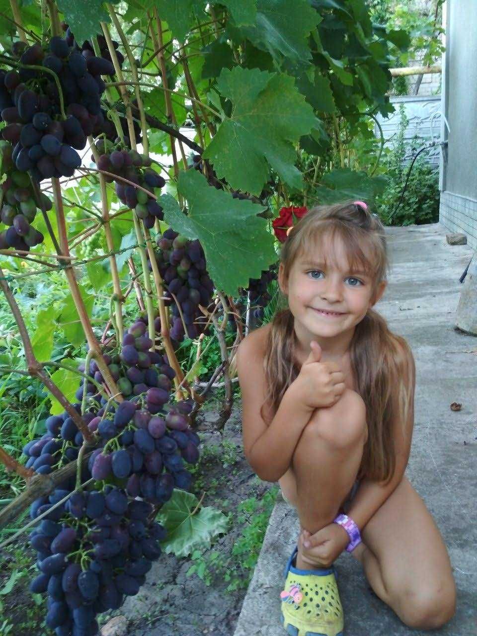 Саженцы элитных сортов винограда 1 и 2-лет. Клубника Альбион.