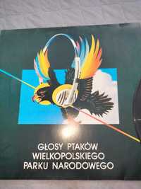 Płyta winylowa Głosy Ptaków Wielkopolskiego Parku Narodowego