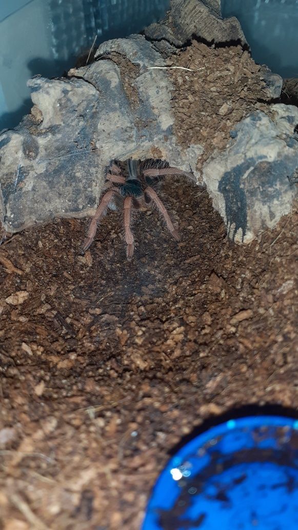 Megaphobema robustum ok. 3 dc samiec