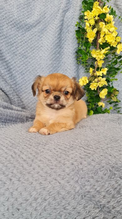 Excecional pelo longo mini Chihuahua.Chiuaua, Qualidade linhagemRussa