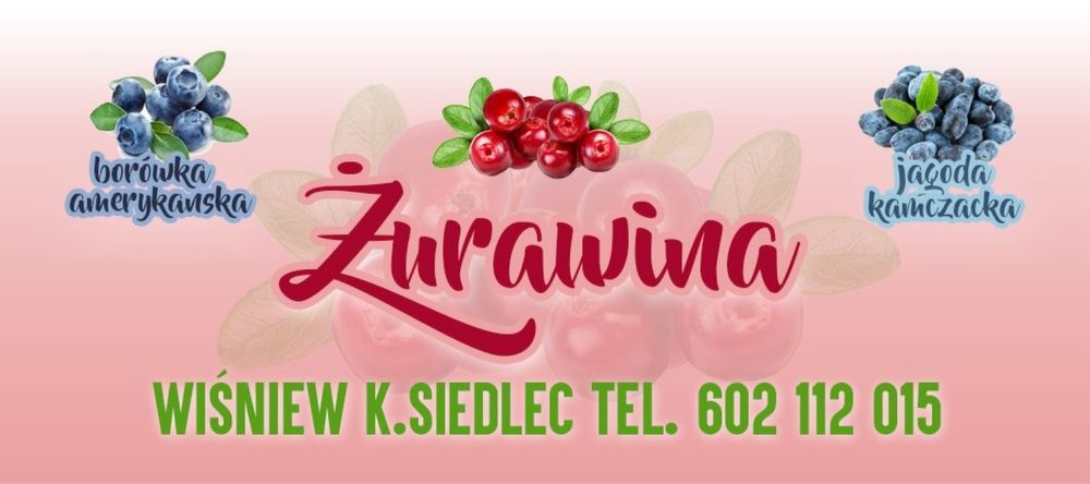 Żurawina świeża