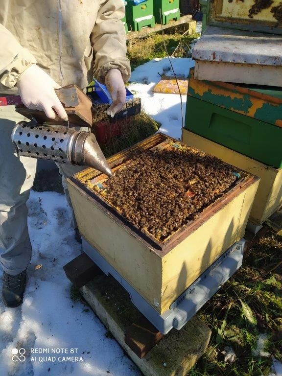 Odkłady pszczele krainka buckfast sahariensis