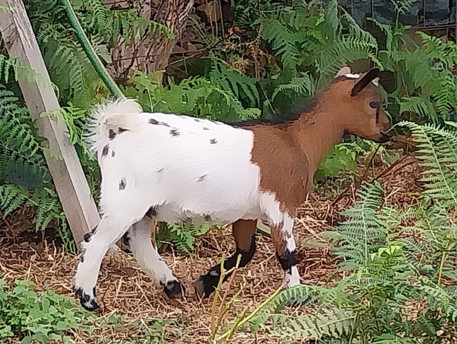 Cabras micro anãs