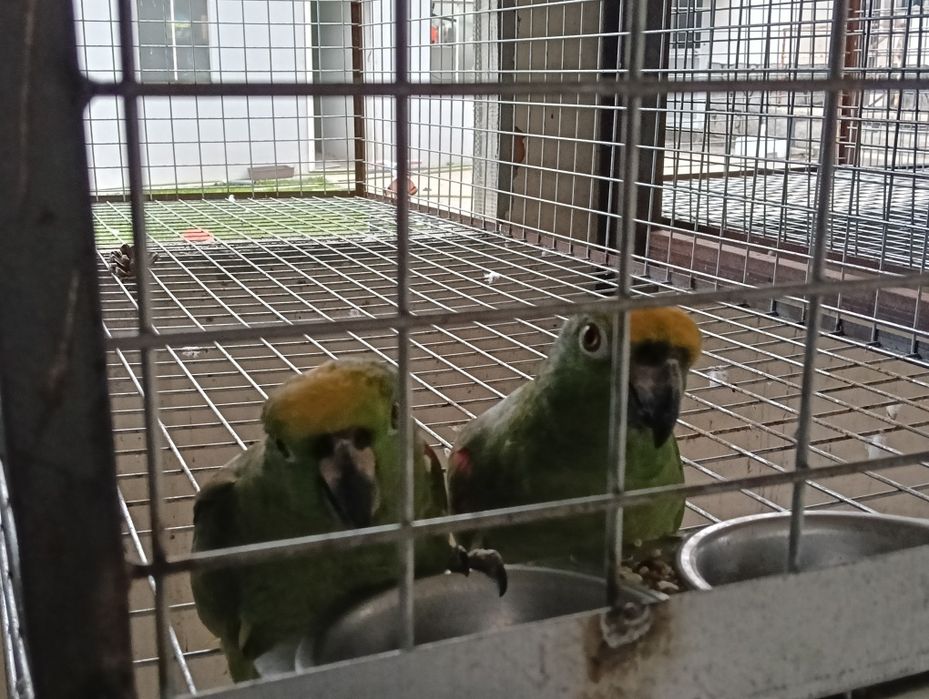 Casal de amazonas ochocephala