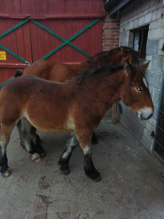 Sprzedam klacz z ogierkiem 6 miesięcy