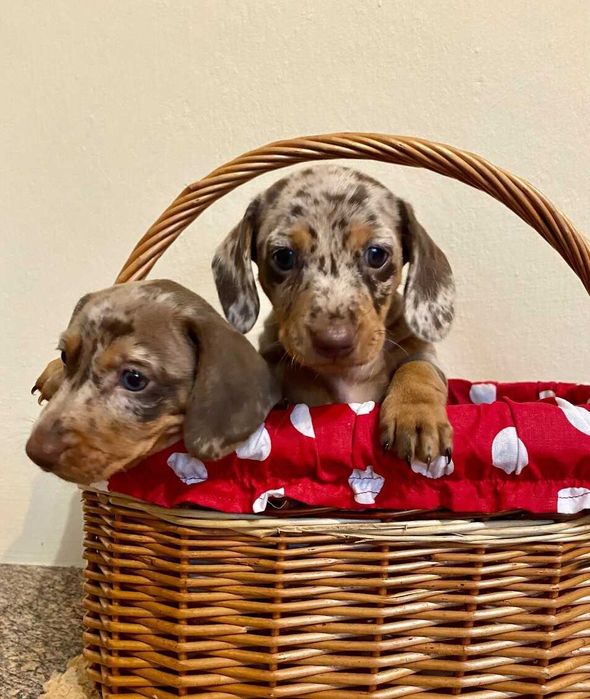 Teckel Miniatura - TOP - FEMEA