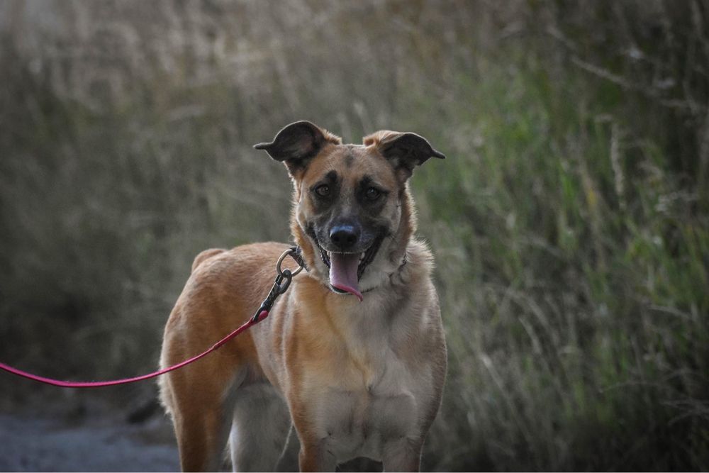Masza czeka na swój dom